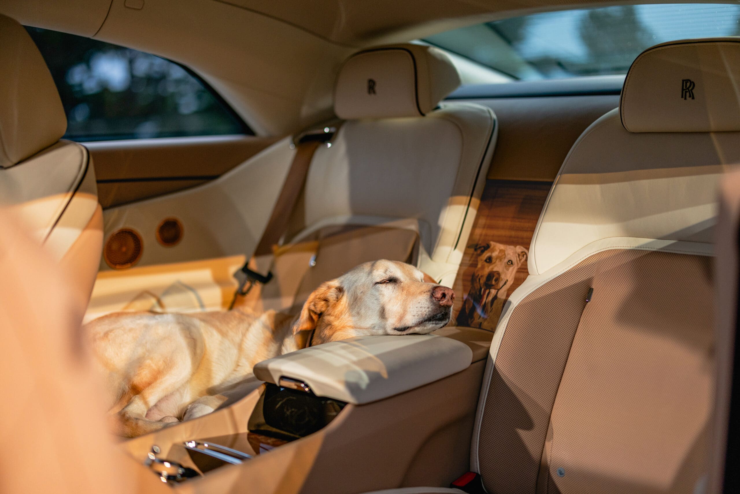 Rolls-Royce Spectre Bailey Labrador–Golden Retriever In Car 